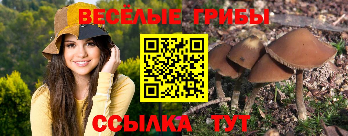 Галлюциногенные грибы Psilocybe Горячий Ключ